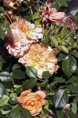 Prins Henrik haedret med ny smuk rose