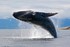WWF hylder forslag om fredning af pukkelhvaler i Nuuk fjorden